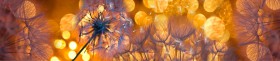 Кухонный фартук Мерцание Одуванчики золотистые 3 серебро в Канске - kansk.katalogmebeli.com | фото
